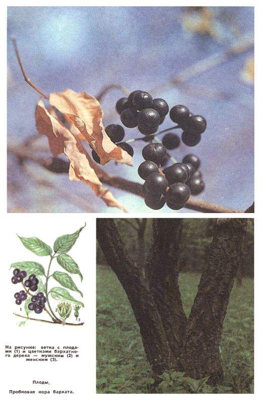Ветка с плодами (1) и цветками бархатного дерева - мужскими (2) и женскими (3). Плоды. Пробковая кора