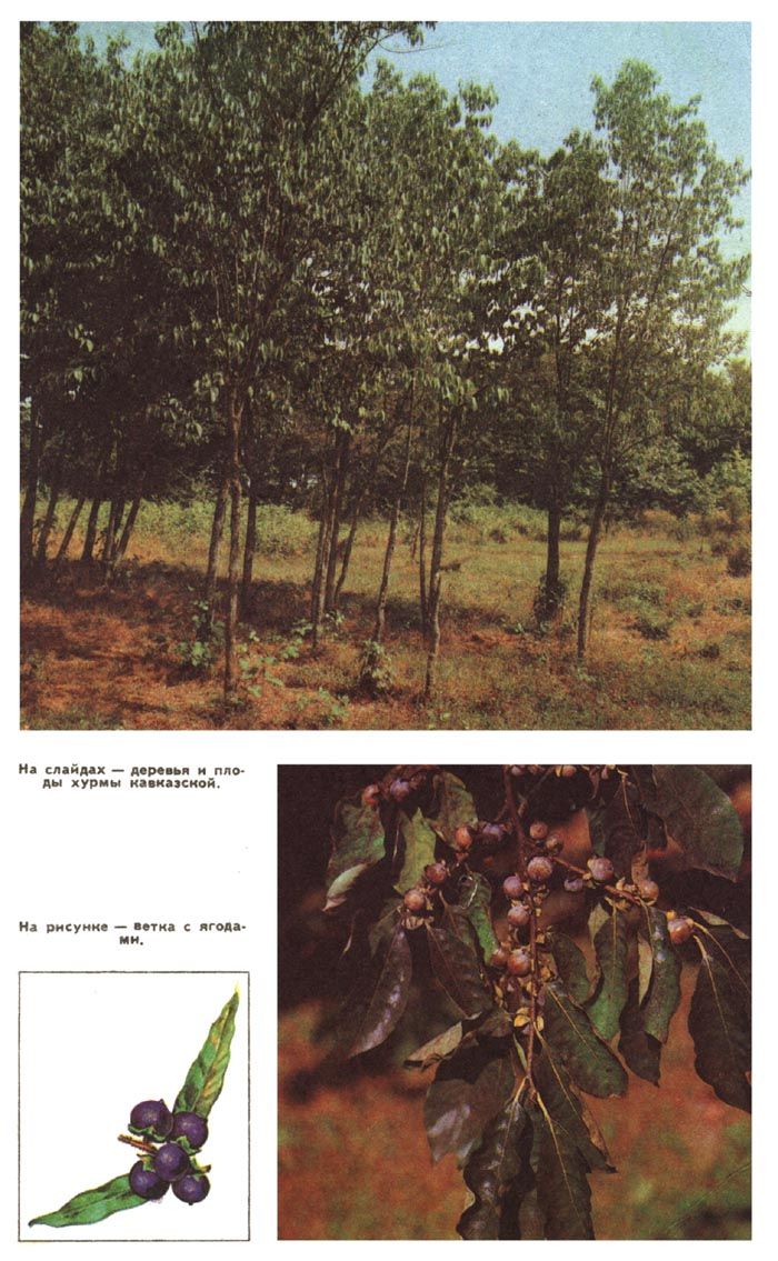 На фото: деревья и плоды хурмы кавказской. На рисунке - ветка с ягодами
