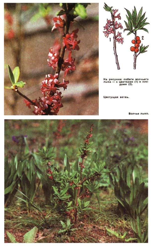 На рисунке: побеги волчьего лыка - с цветками (1) и плодами (2). На фото: слева - цветущая ветвь, внизу - волчье лыко.