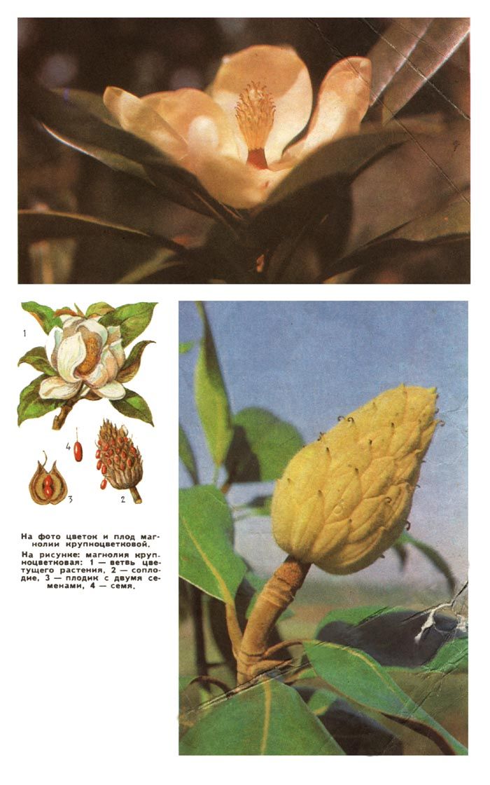 На фото цветок и плод магнолии крупноцветковой. На рисунке: 1 - ветвь цветущего растения, 2 - соплодие, 3 - плодик с двумя семенами, 4 - семя
