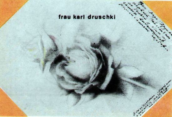 Роза Frau Karl Druschki