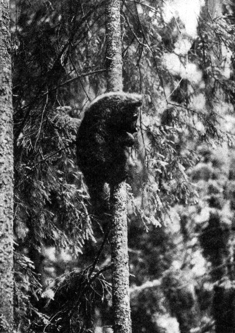 Медведь на елке