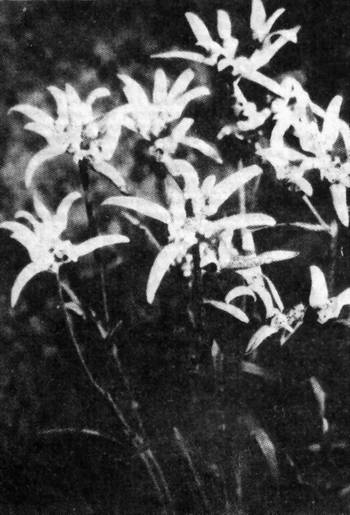 Цветущий эдельвейс
