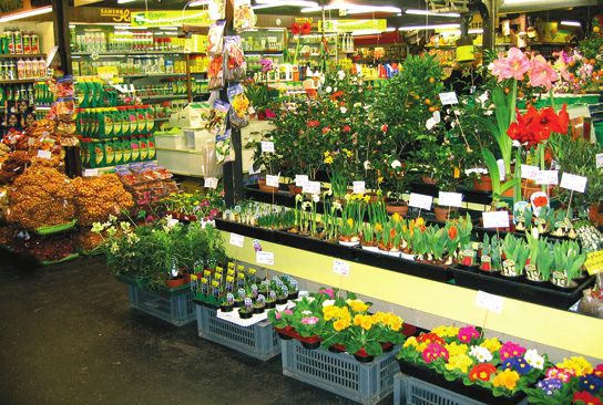 Покупка и транспортировка растений